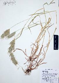 Bromus rubens image