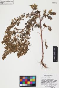 Hedosyne ambrosiifolia image