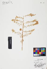 Atriplex linearis image