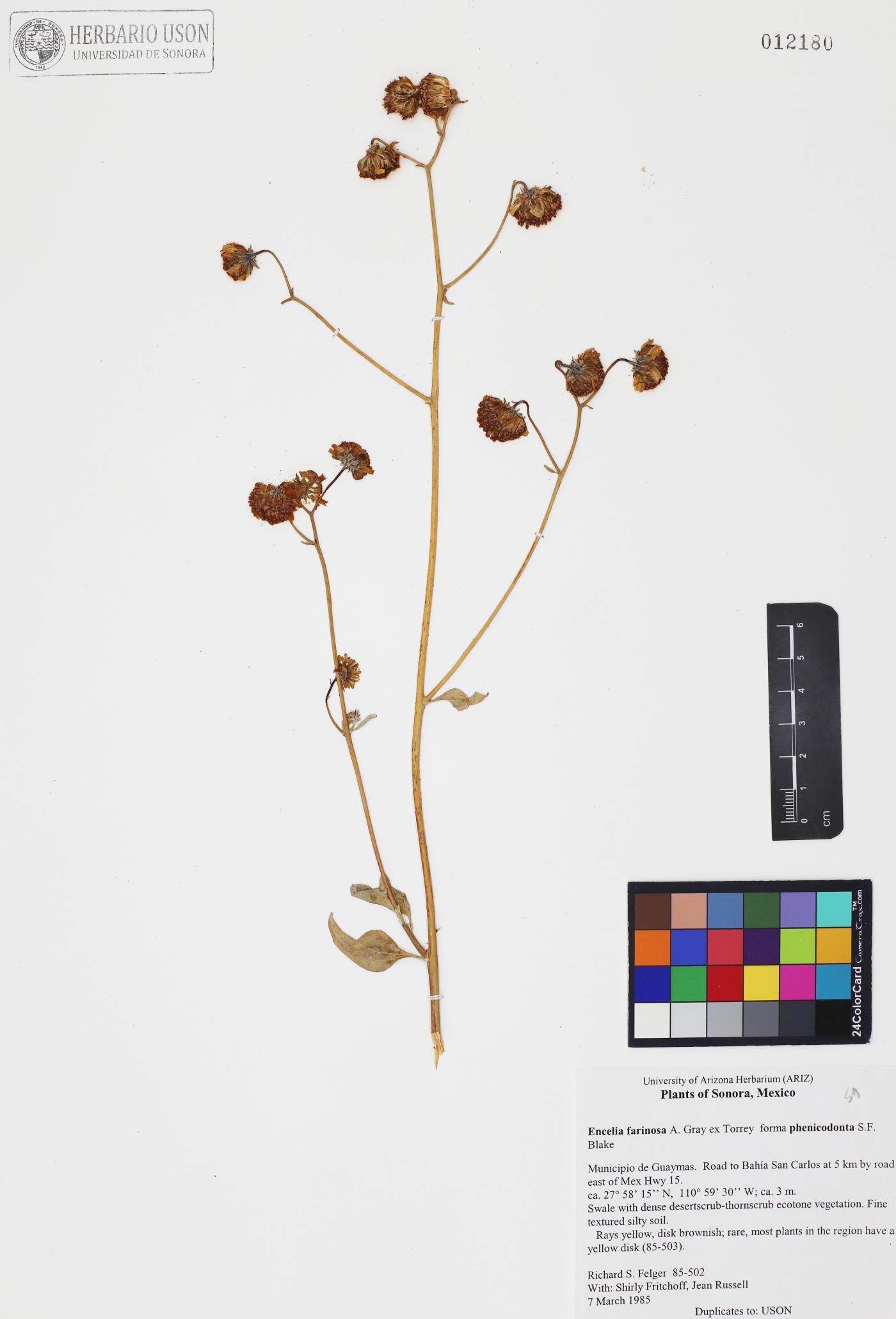 Encelia farinosa var. phenicodonta image