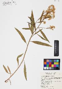 Baccharis salicifolia image
