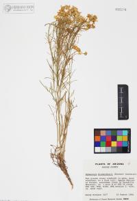 Hymenoxys richardsonii image
