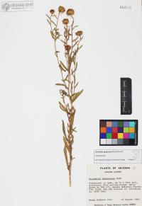 Grindelia squarrosa image