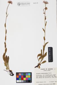Erigeron formosissimus image