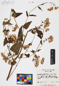 Brickellia grandiflora image