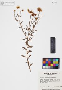 Erigeron oreophilus image