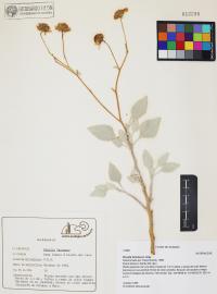 Encelia farinosa image