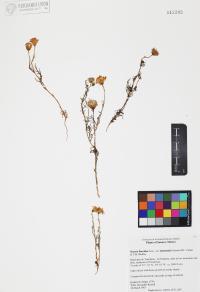 Senecio flaccidus image