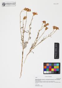 Senecio flaccidus image