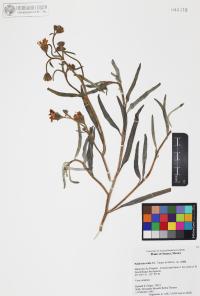 Palafoxia arida image