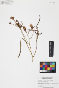 Palafoxia arida image