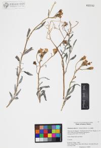 Palafoxia arida image