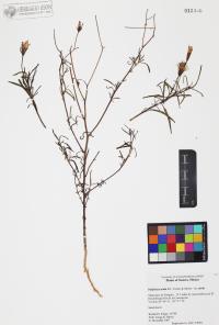 Palafoxia arida image