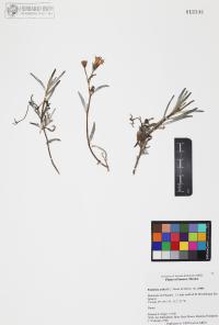 Palafoxia arida image