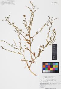 Xanthisma spinulosum image