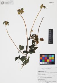 Heliopsis parvifolia image