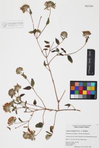 Lagascea decipiens var. decipiens image