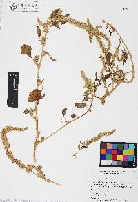 Amaranthus watsonii image