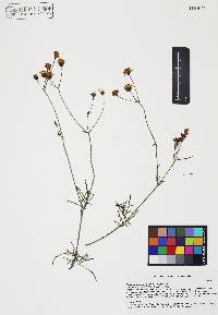 Coreocarpus arizonicus image