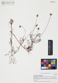 Cosmos parviflorus image