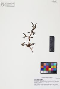 Eclipta prostrata image