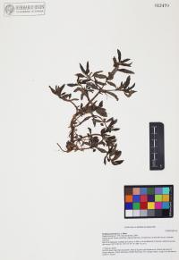 Eclipta prostrata image