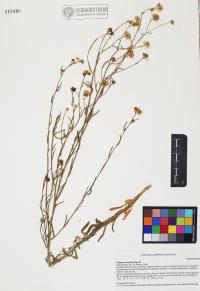 Erigeron arisolius image