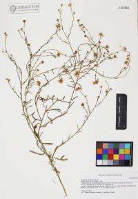Erigeron arisolius image