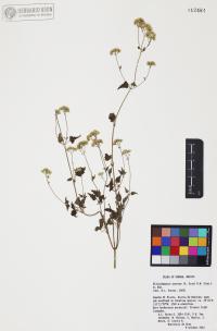 Fleischmannia sonorae image