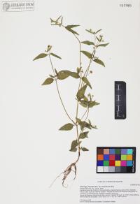 Galinsoga parviflora image