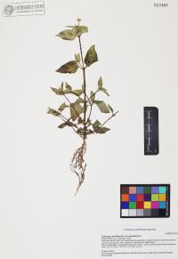 Galinsoga parviflora image