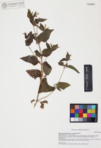 Galinsoga parviflora image