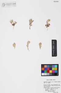 Gamochaeta stagnalis image