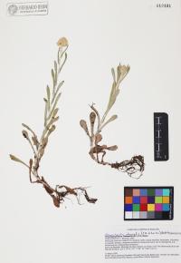 Gamochaeta stagnalis image