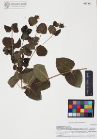 Guardiola platyphylla image