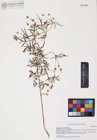 Heterosperma pinnatum image