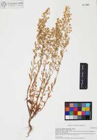 Laennecia sophiifolia image