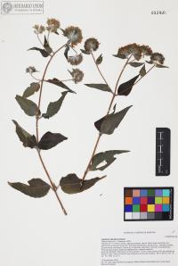 Lagascea decipiens image