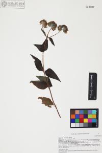 Lagascea decipiens image