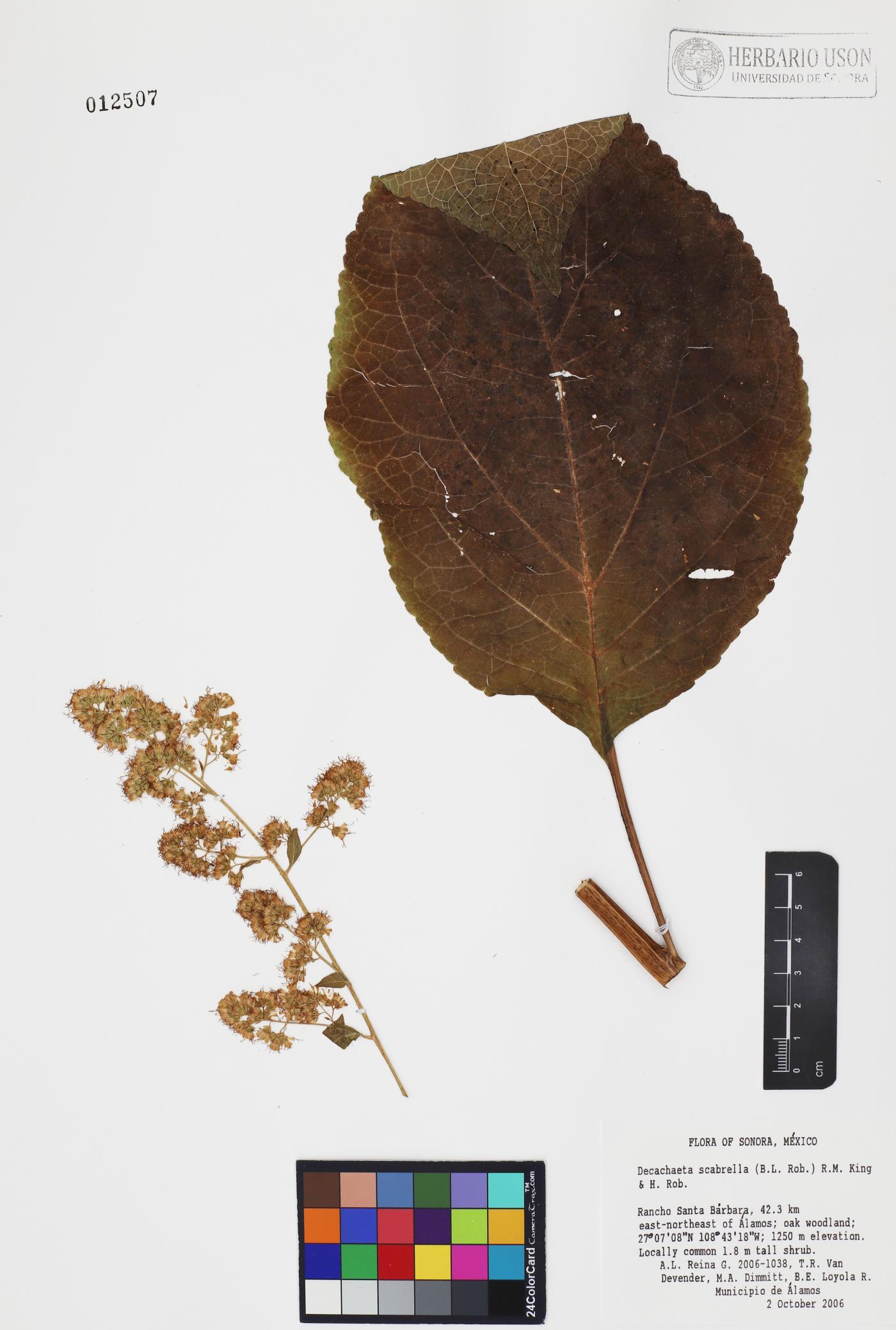 Decachaeta scabrella image