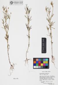 Heterosperma pinnatum image