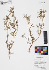 Dyssodia papposa image