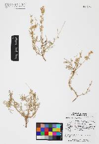 Atriplex linearis image