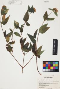 Lagascea decipiens image