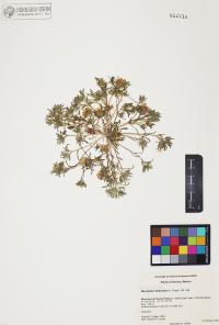 Monoptilon bellioides image