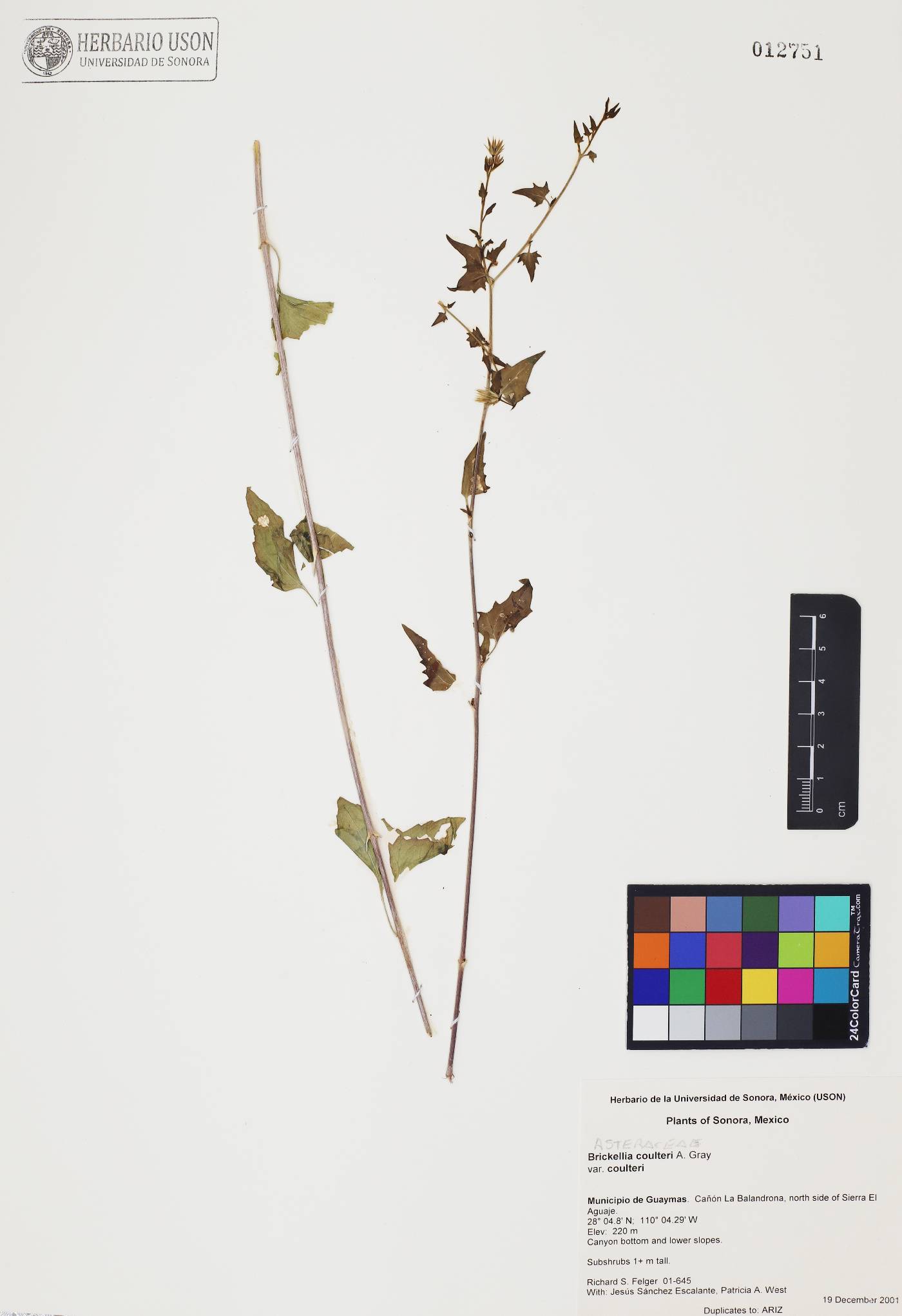Brickellia coulteri var. coulteri image