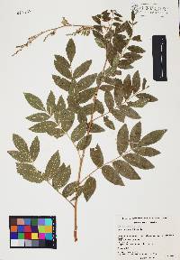 Rhus terebinthifolia image