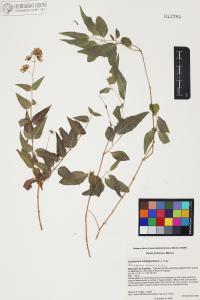 Koanophyllon solidaginifolium image