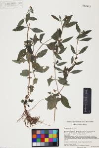 Eclipta prostrata image