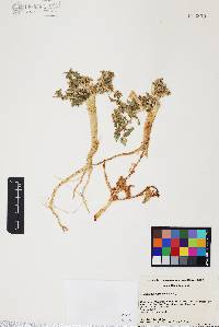 Amaranthus watsonii image